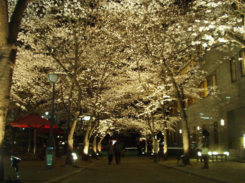 祇園白川の夜桜１